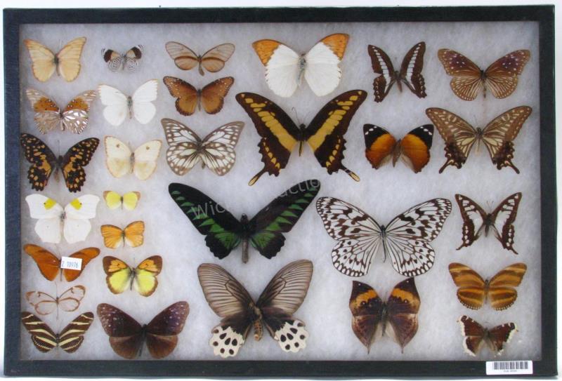 Appraisal: Butterfly Insect Shadowbox nicely displayed butterflies multiple species from around