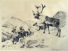 Appraisal: Carl Rungius Mountain Caribouetching and drypoint x plate in