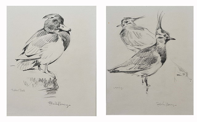 Appraisal: EDWIN PENNY b A pair of pencil sketches 'Lapwing' and