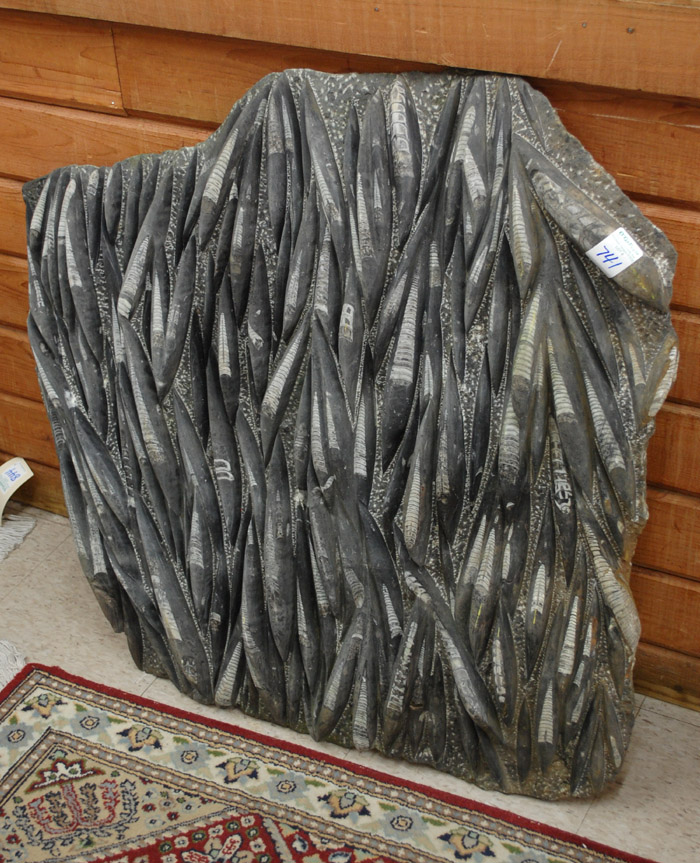 Appraisal: JURASSIC ORTHOCERAS FOSSIL SLAB featuring a large school of black