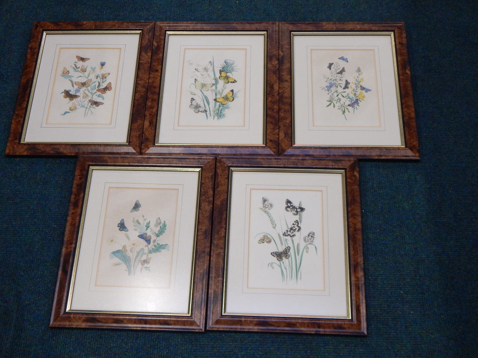 Appraisal: A set of five thC botanical and butterfly prints from