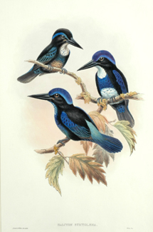 Appraisal: John Gould - Halcyon Stictolaema Spotted-Throated Kingfisher lithograph plate no