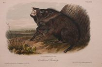 Appraisal: John James Audubon American - Collared Peccary number and plate