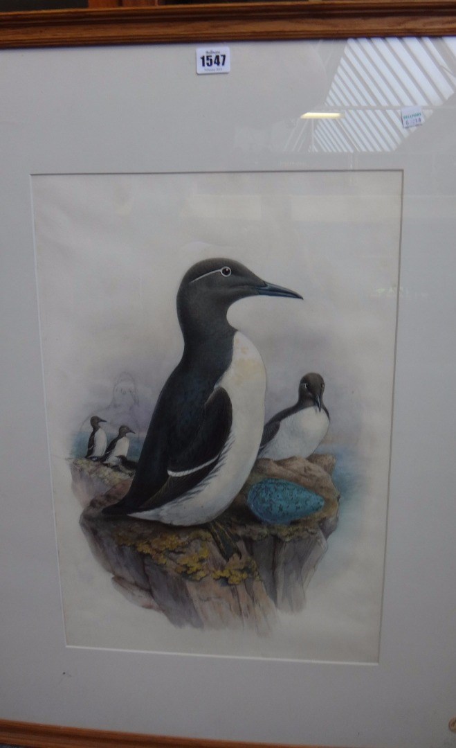 Appraisal: John Gould - Common Guillemot watercolour and pencil cm x