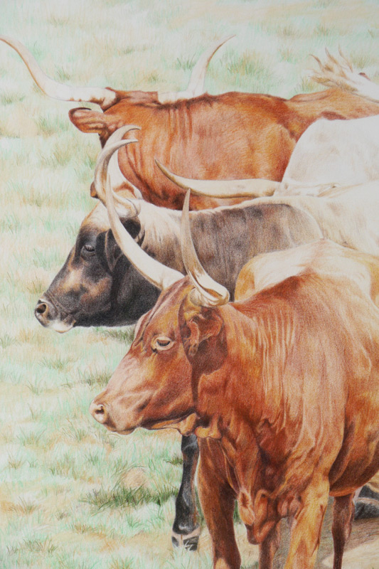 Appraisal: GREVES-NEILSON Sherie American th Century ''Longhorns III'' Colored Pencil Sight