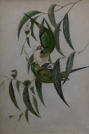 Appraisal: Gould Elizabeth Lathamus Discolor Swift Lorikeet col lithograph plate Ebes