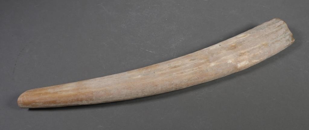 Appraisal: Fossilized walrus ivory tusk which could be used for scrimshaw