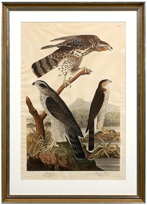 Appraisal: Havell print after Audubon Goshawk Accipiter gentilis Cooper's Hawk Accipiter