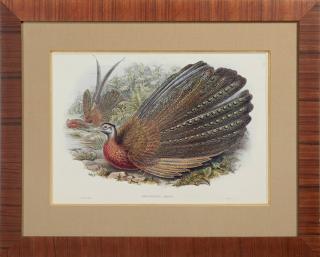 Appraisal: John Gould Argus Argusianus th c print af John Gould