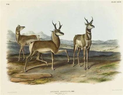 Appraisal: piece Hand-Colored Lithograph Audubon J J Antelope Americana Prong-Horned Antelope