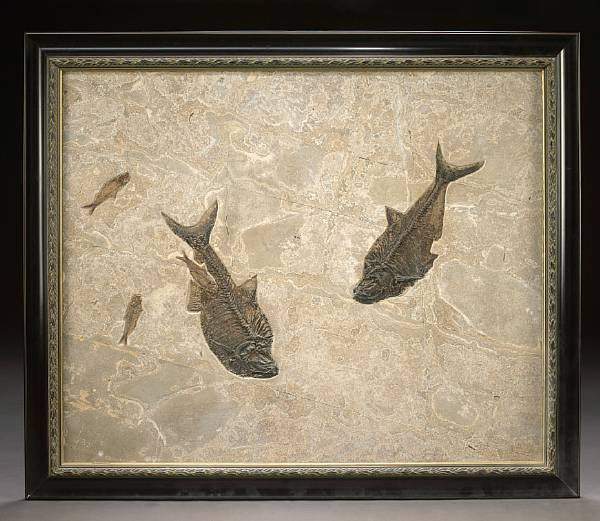 Appraisal: Fossil Fish Mural Diplomystus dentatus Knightia eocaena Eocene Green River