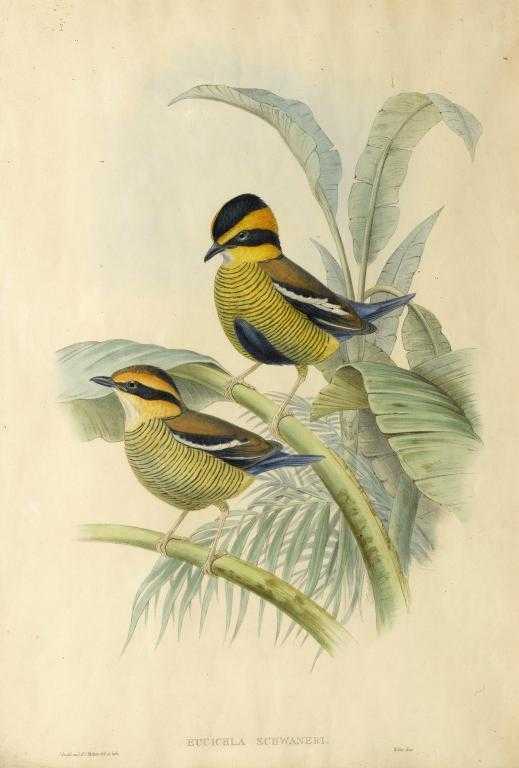 Appraisal: H C RICHTER AFTER JOHN GOULD EUCICHLA SCHWANERI hand coloured