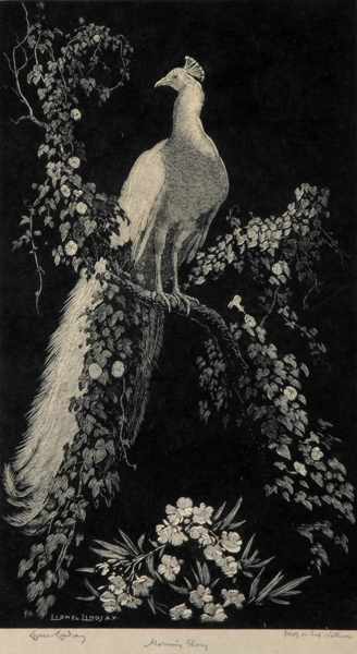 Appraisal: LIONEL LINDSAY - Morning Glory wood engraving on Japanese vellum