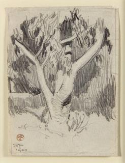 Appraisal: Drawing Maynard Dixon Maynard Dixon American - Sycamore Tree San