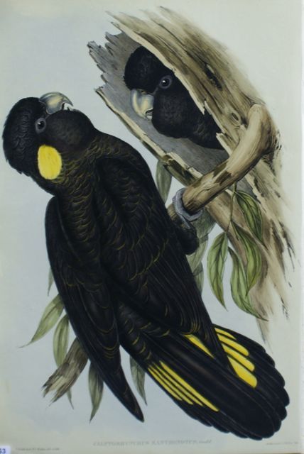 Appraisal: Yellow-eared Black Cockatoo Calyptorhynchus Xanthonotus