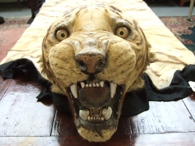 Appraisal: Taxidermy Van Ingen Van Ingen Mysore an Indian tiger skin