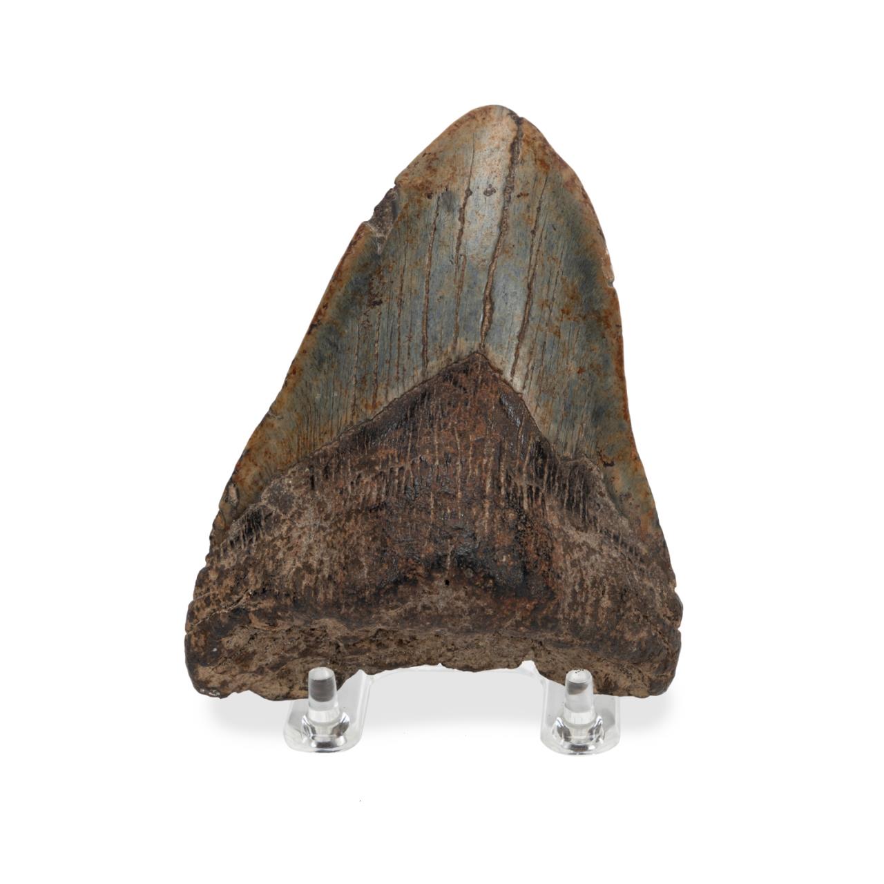 Appraisal: FOSSILIZED MEGALODON SHARK TOOTH Megalodon carcharocles megalodon fossil specimen shark