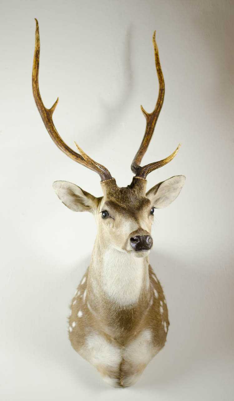 Appraisal: CHITAL DEER TAXIDERMY MOUNT aks spotted deer or axis deer