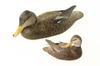 Appraisal: CARVED DUCKS - Lot of two fine carved and painted