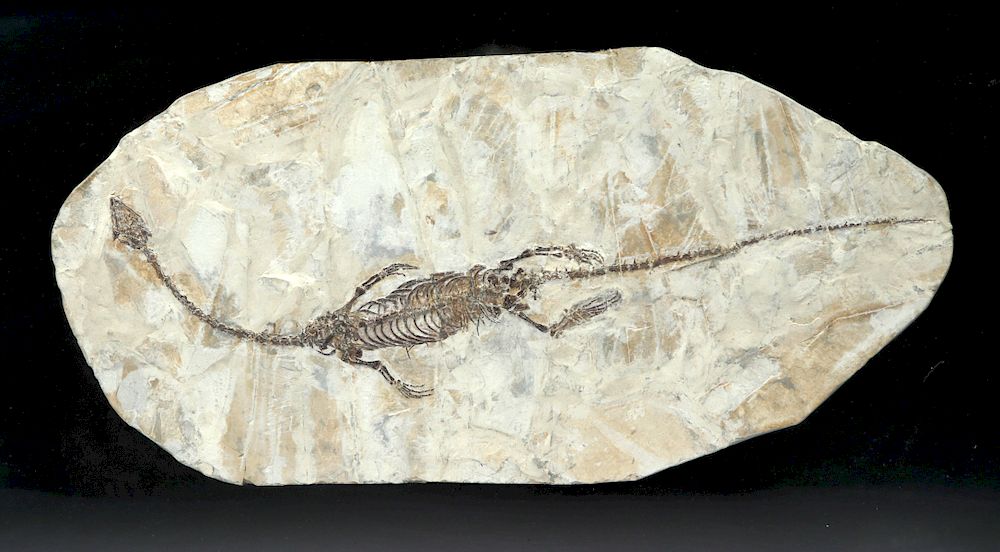 Appraisal: Complete Fossil Hyphalosaurus - Swimming Reptile Early Cretaceous seas found