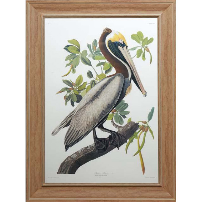 Appraisal: John James Audubon - American Brown Pelican No Plate Princeton