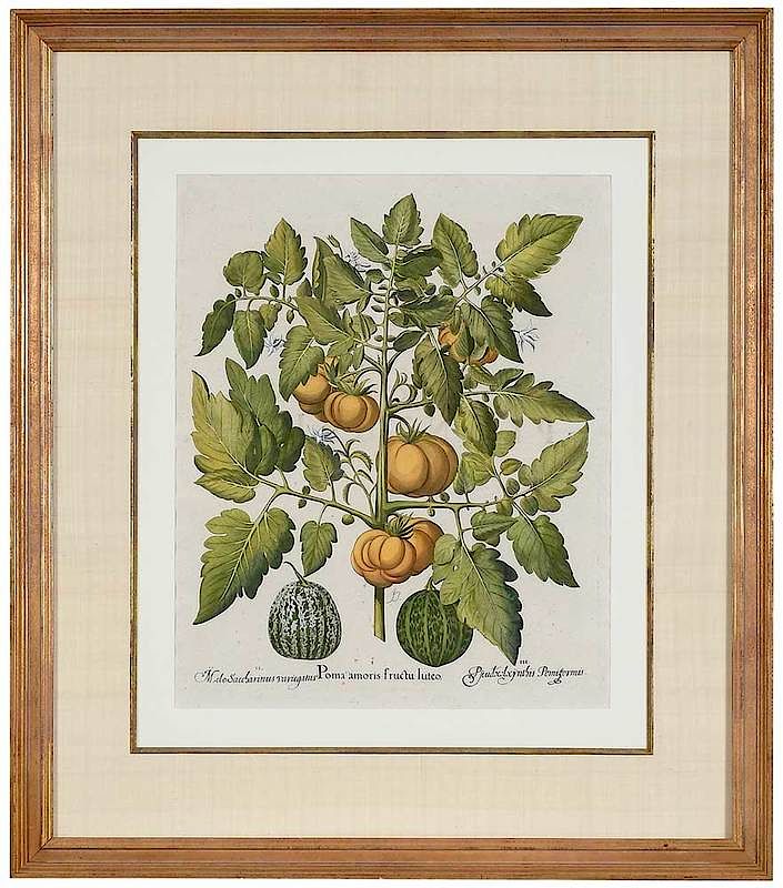 Appraisal: Basilius Besler German I Poma amoris fructu luteo orange-colored tomato