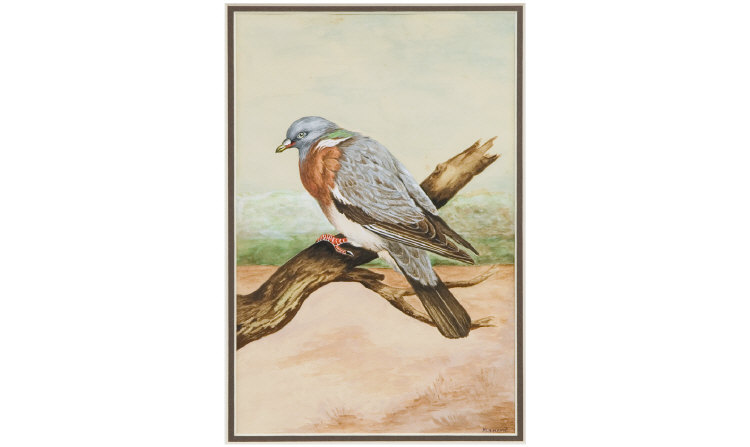 Appraisal: M H Kemp Pigeon on a branch Watercolour signed Measures