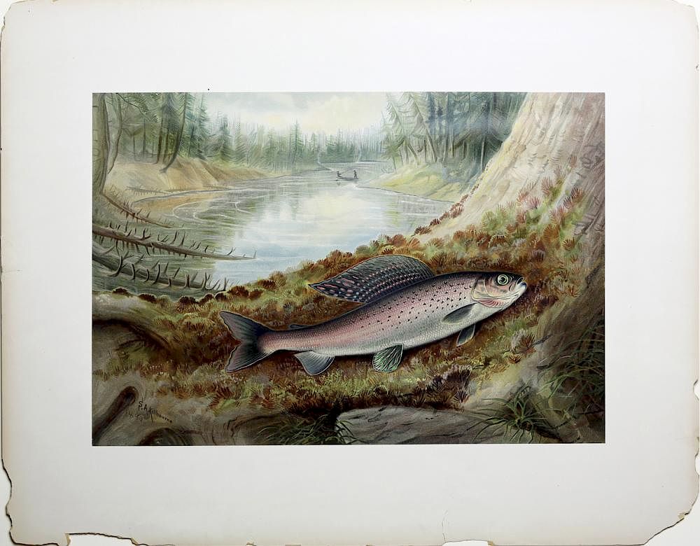 Appraisal: Spectacular Chromolithographs of Game Fish by Kilbourne The Grayling Samuel