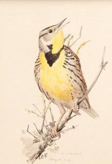 Appraisal: Louis Agassiz Fuertes Meadowlark signed and dated L A F