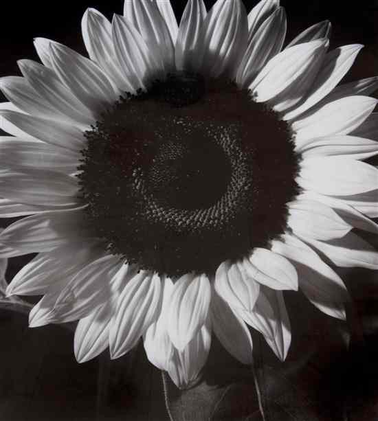 Appraisal: Tom Ferguson th century Sunflower silver gelatin print edition x