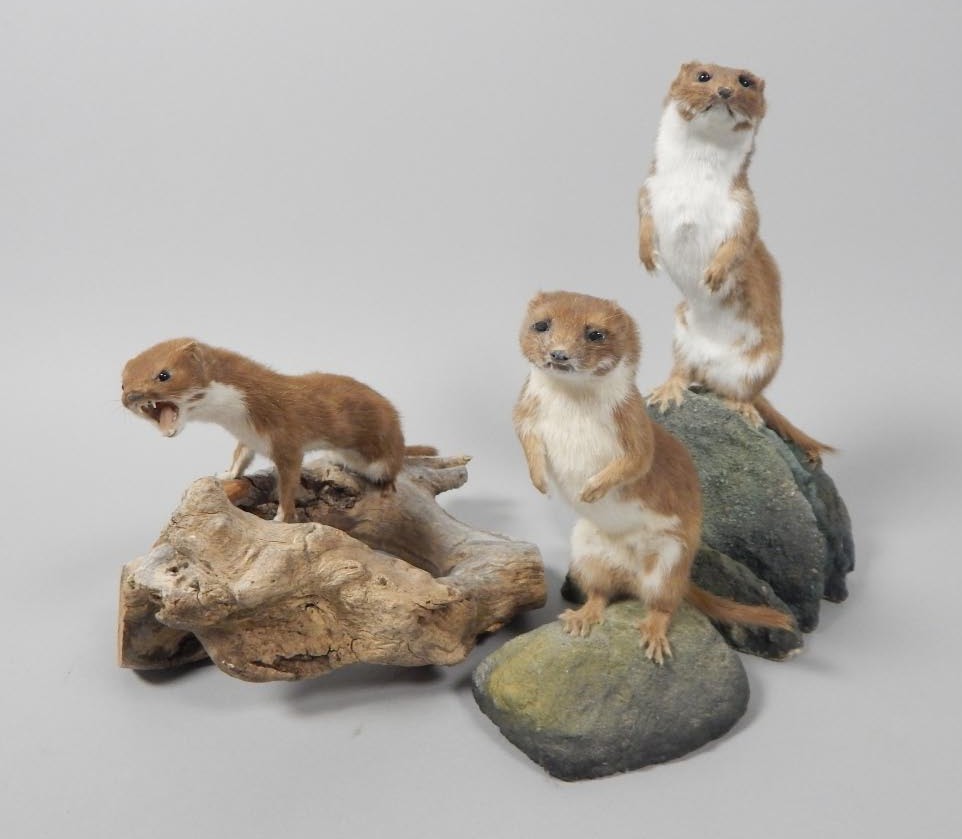 Appraisal: Three taxidermied stoats each mounted on a naturalistic base various