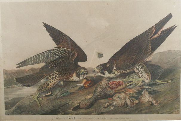 Appraisal: Audubon Bien Edition Chromolithograph Great-footed Hawk original chromolithograph published in