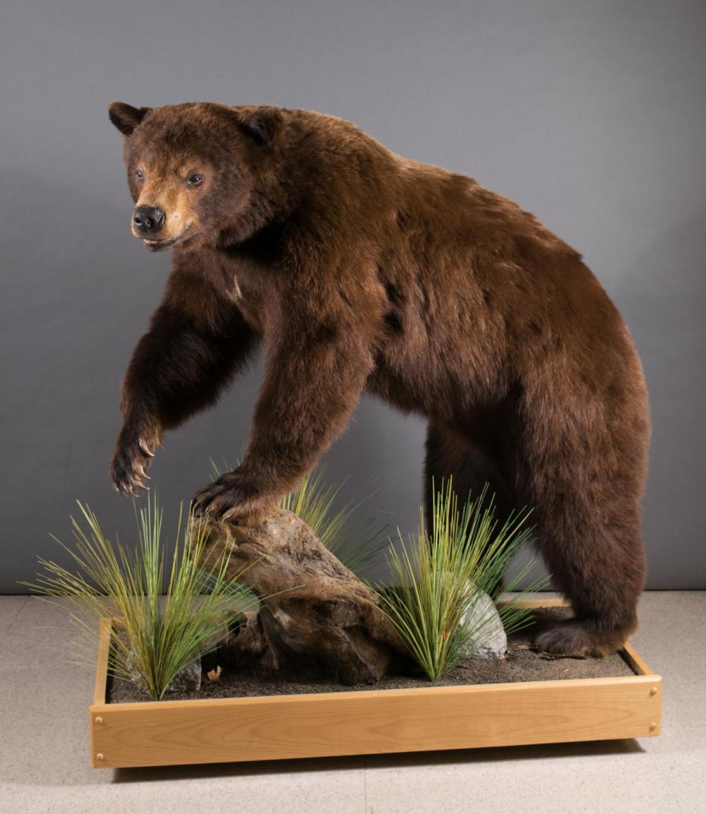 Appraisal: BLACK BEAR TAXIDERMY MOUNT Gold Bridge British Columbia Canada full