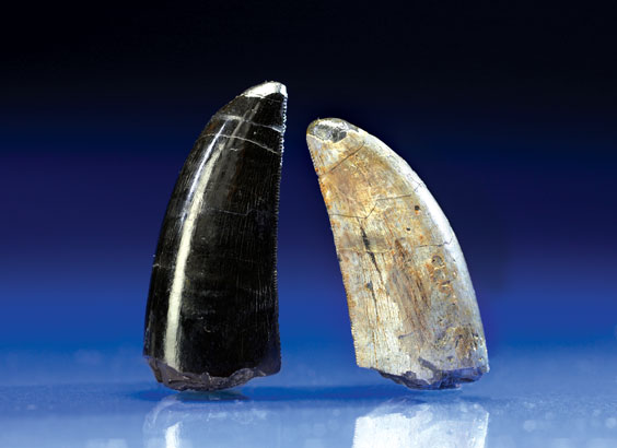 Appraisal: TWO ALLOSAURUS TEETH Allosaurus fragilis Jurassic Morrison Formation Big Horn