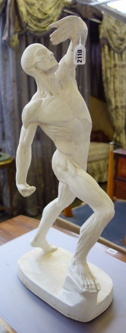 Appraisal: A modern plaster ecorche male figure of typical skeletal muscular