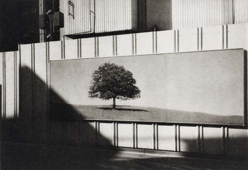 Appraisal: LYONS NATHAN - Untitled Tree mural Platinum print x inches