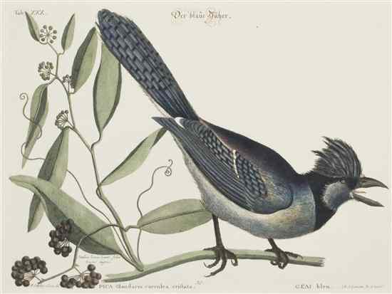 Appraisal: ORNITHOLOGY ENGLISH CATESBY MARC after Geai bleu Hand-colored engraving from