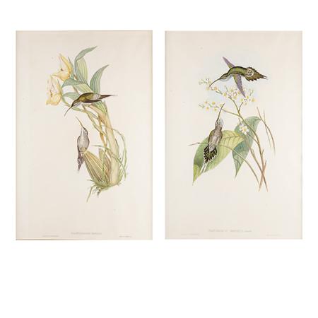 Appraisal: J Gould H C Richter HUMMERBIRD STUDIES Two hand-colored lithographs