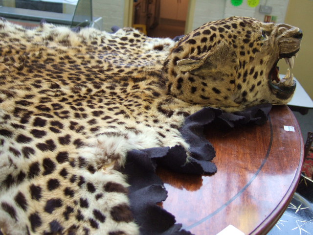 Appraisal: A leopard skin rug with full mount head backed trade