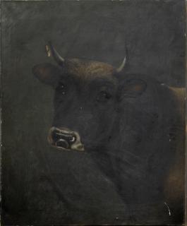 Appraisal: English School Head of a Bull late th c oi