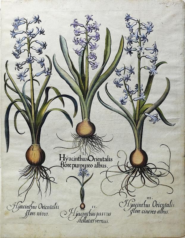 Appraisal: Beautiful Engravings by Basil Besler Hyacinths Basilius Besler From the