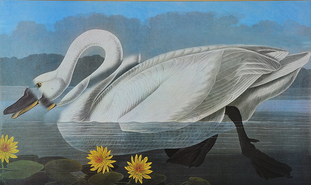 Appraisal: A PAIR OF DECORATIVE PRINTS AFTER AUDUBON depicting a pink