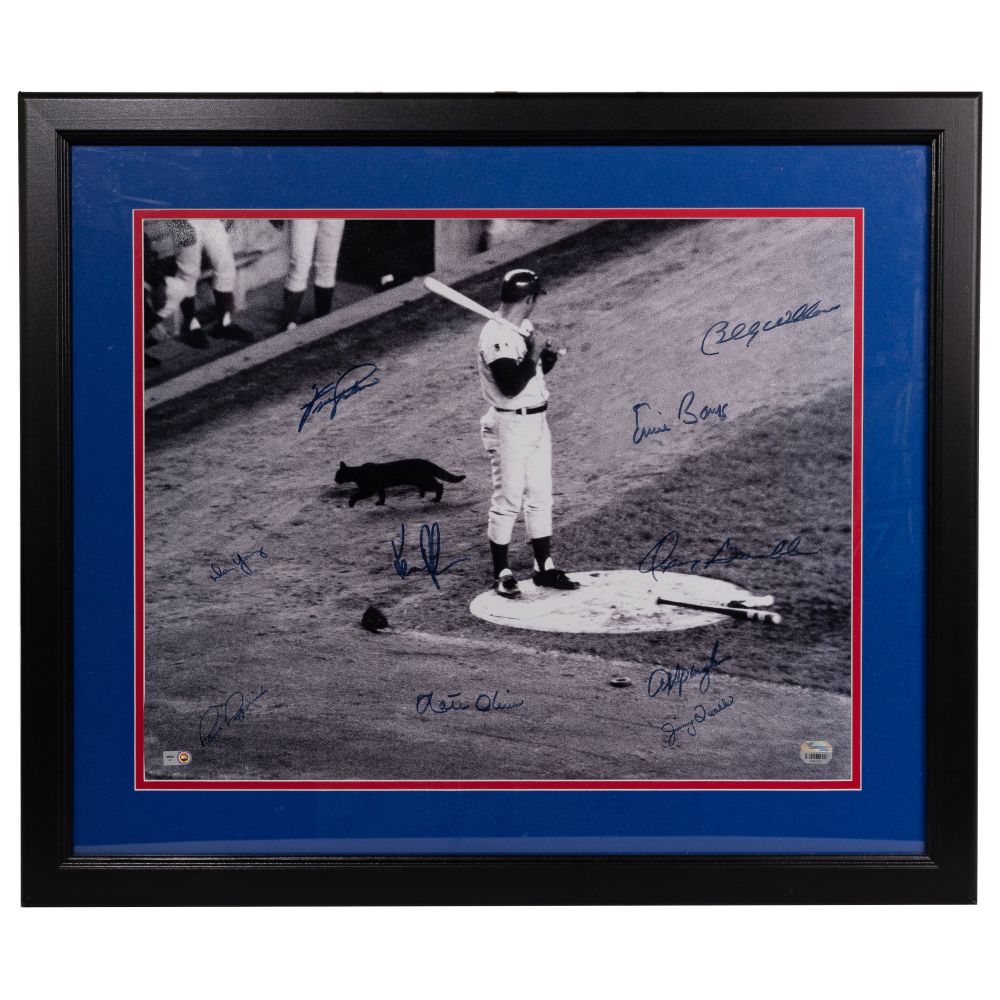 Appraisal: CHICAGO CUBS BLACK CAT AUTOGRAPHED PHOTOGRAPHPhotograph having blue marker signatures