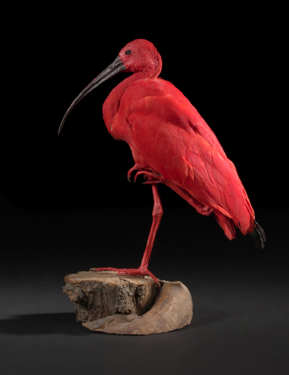 Appraisal: Fine European Taxidermist Specimen of a Scarlet Ibis Eudocimus Ruber