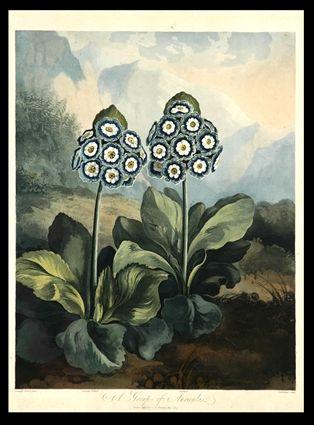 Appraisal: ROBERT THORNTON - EDITOR THE TEMPLE OF FLORA Auriculas aquatint