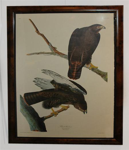 Appraisal: After John James Audubon BLACK WARRIOR Color reproduction from The