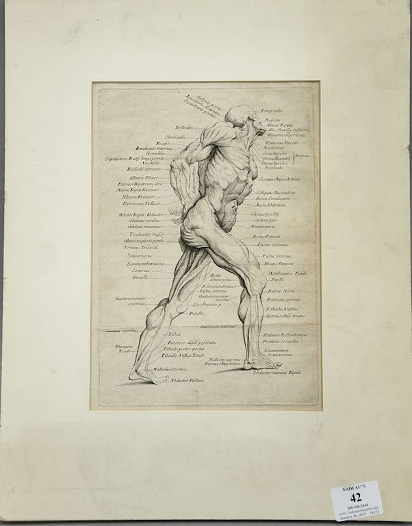 Appraisal: Anatomical engraving muscle plate size x Provenance Estate of Kenneth