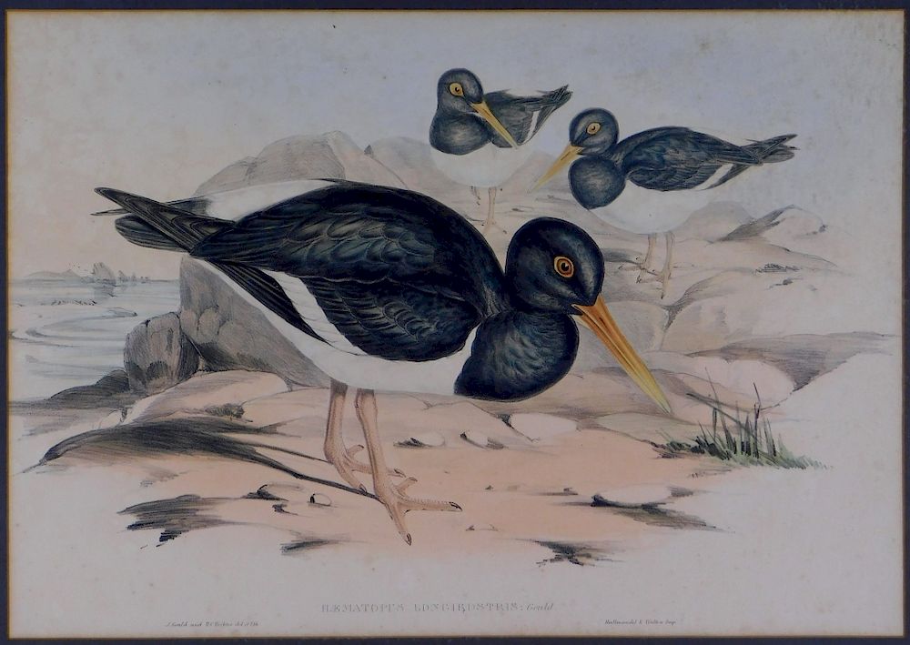 Appraisal: Gould Pied Oystercatcher Hand Colored Lithograph Elizabeth Gould United Kingdom