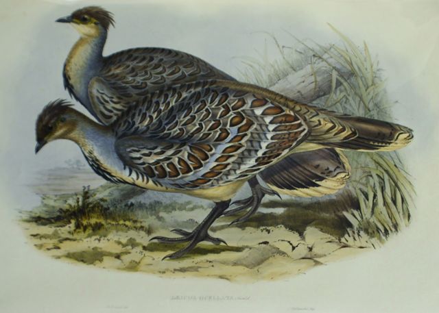 Appraisal: Ocellated Leipoa Leipoa Ocellata Lithograph by Elizabeth Gould