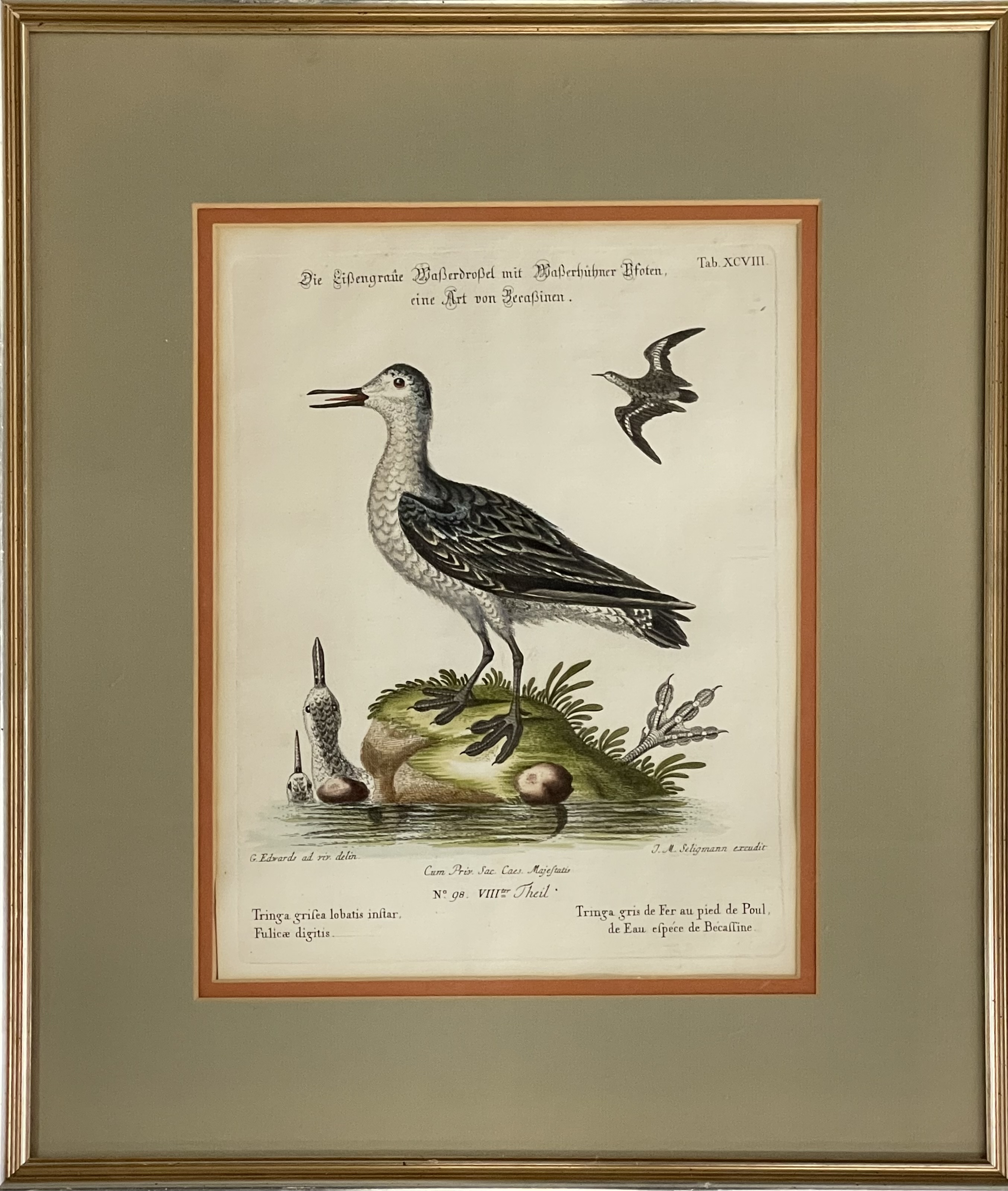 Appraisal: JOHANN MICHAEL SELIGMANN - AFTER GEORGE EDWARDS THE GREY COOT-FOOTED